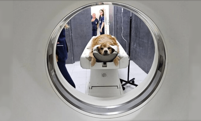 La UNLP incorpora un equipo de tomografía computada veterinaria de alta&nbsp;complejidad