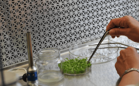 Argentina aceleró la aprobación de productos genéticamente modificados y marcó un récord&nbsp;histórico