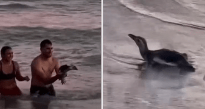 Monte Hermoso: retiraron un pingüino del mar para&nbsp;fotografiarse