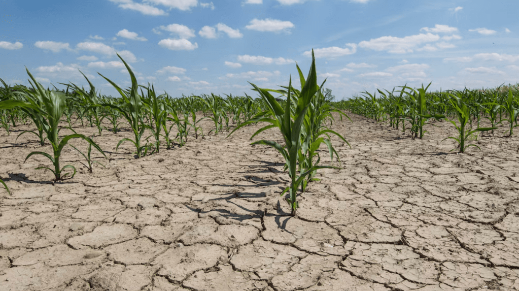 Gobierno activa asistencia para productores: emergencia en tres&nbsp;provincias