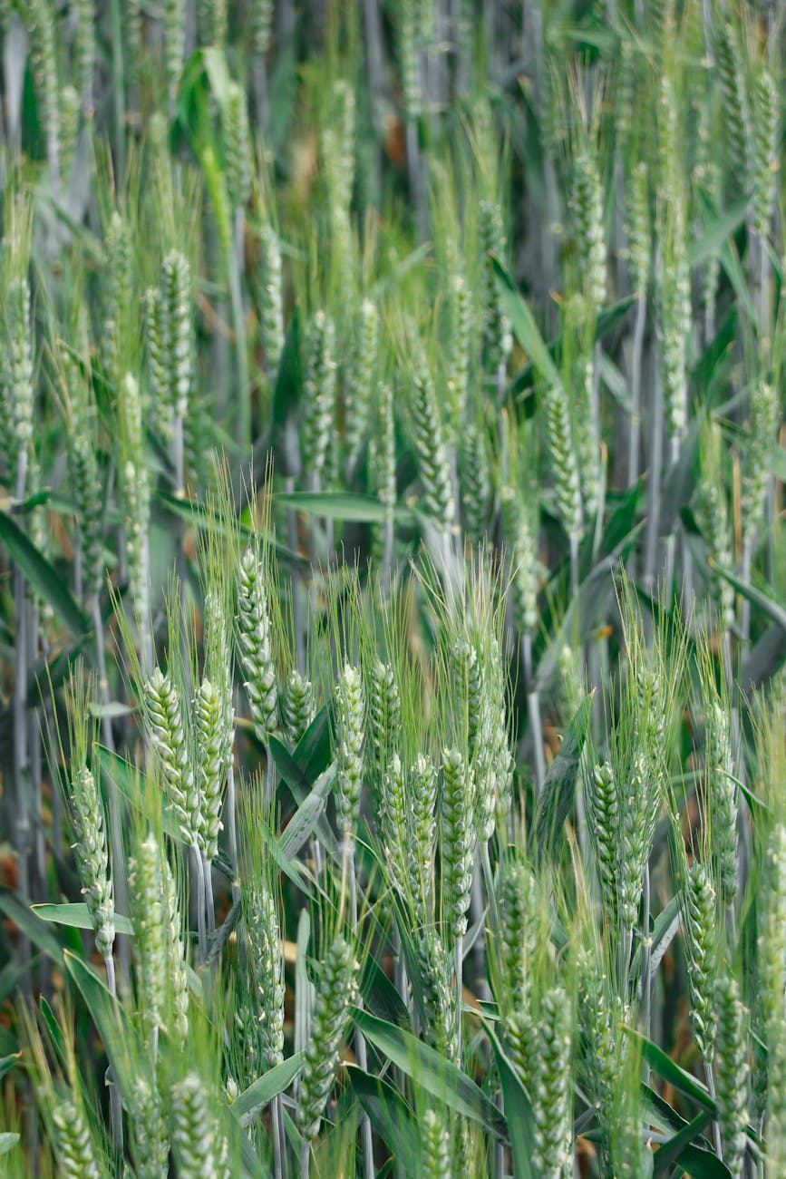 Caería en 8% el área de cultivos de fina para la próxima campaña&nbsp;agrícola