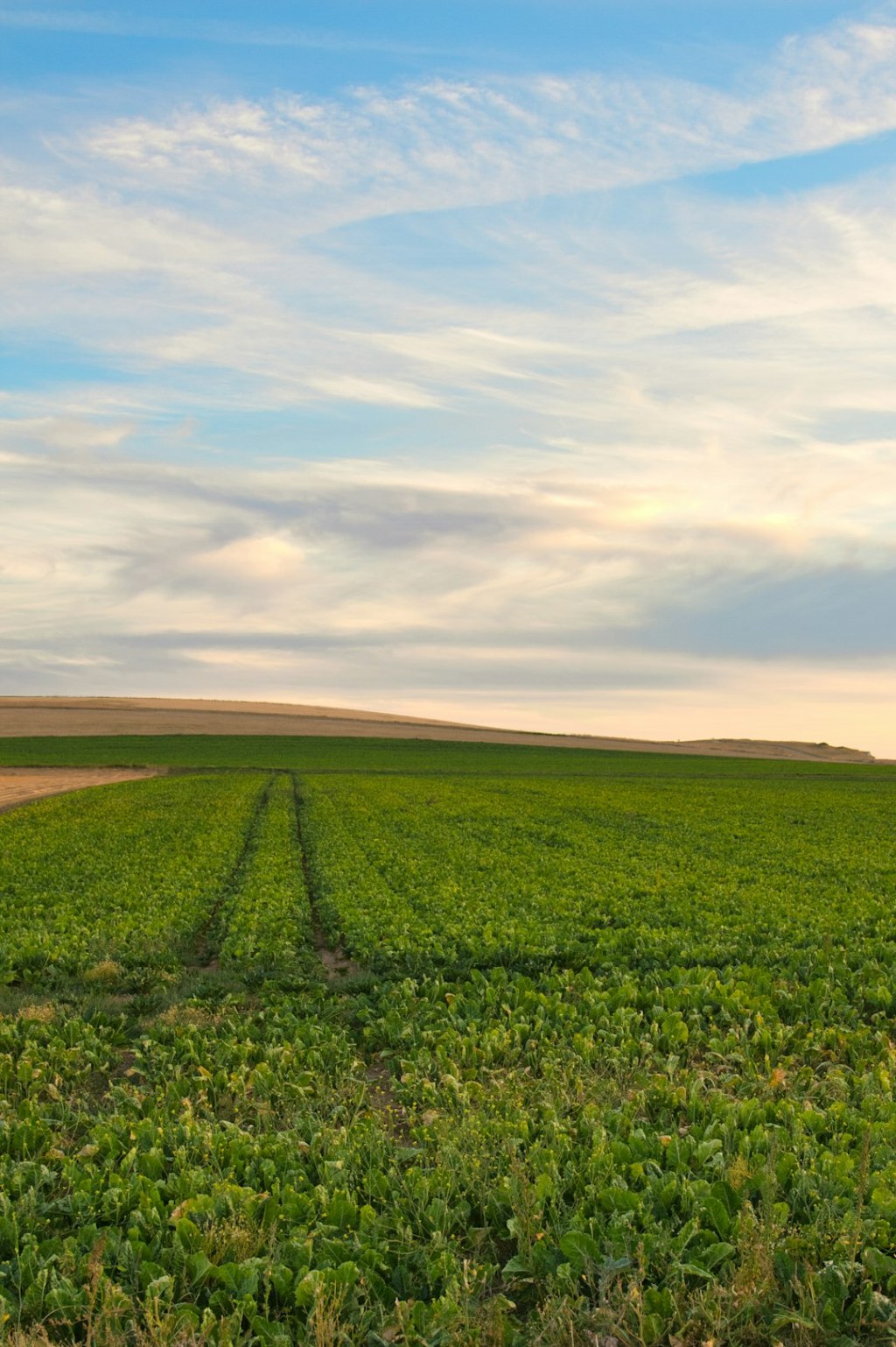 Llega al mercado Authence, nuevo herbicida de Syngenta contra&nbsp;resistencia