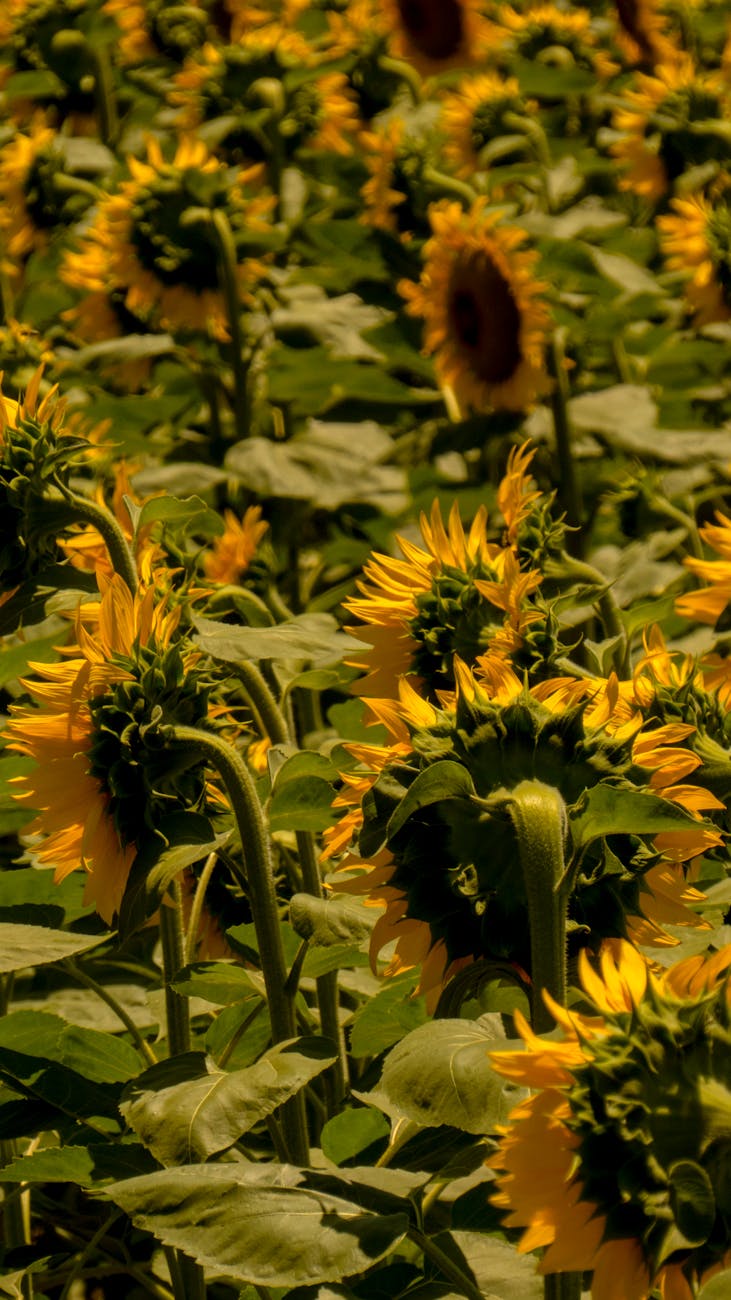 Mejoramiento genetico: Zeta Semillas impulsa nueva expansion del&nbsp;girasol