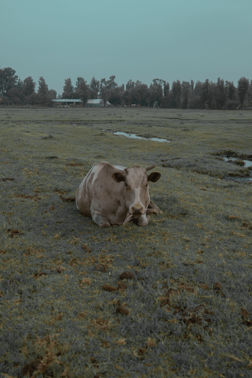 Créditos exclusivos para productores de Brangus en&nbsp;Argentina