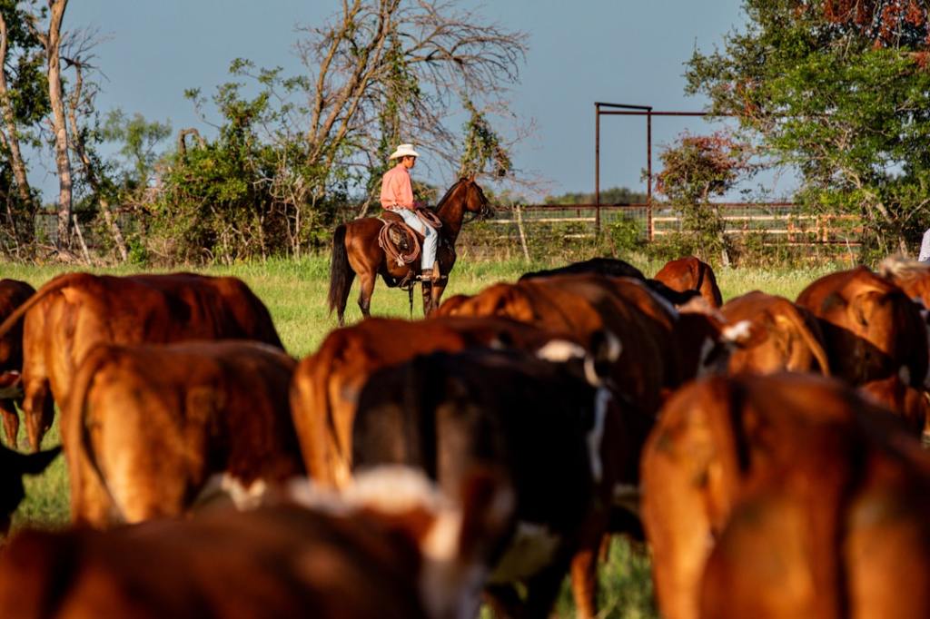 El Braford crece en calidad: triunfos de cabanas del interior en la Expo Rural