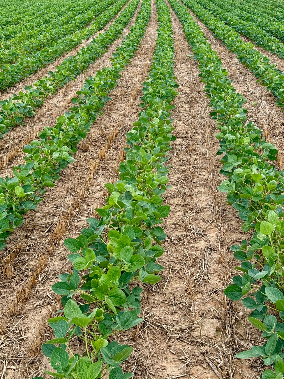 Soja estadounidense: de la abundancia de lluvia al daño por&nbsp;humedad